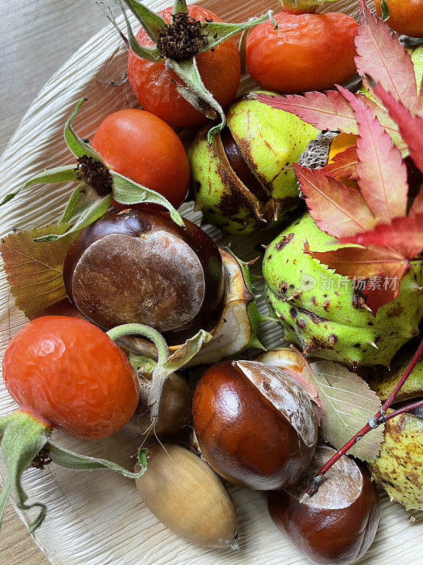 欧洲七叶树(Aesculus hippocastanum)的果实，有光泽的棕色种子(七叶树)在绿色的白色疤痕，刺状的情况下，英国橡树(Quercus robur)的橡子在cupule，红玫瑰果(山楂，heps)，升高的视图